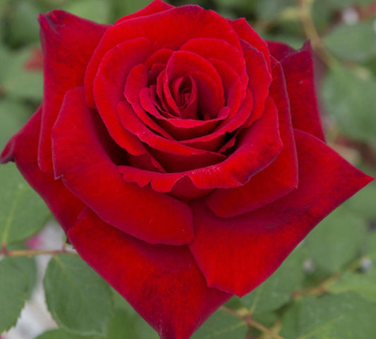 Marcel Pagnol v24 cm