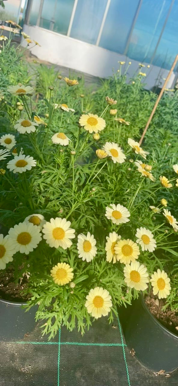 Margherita