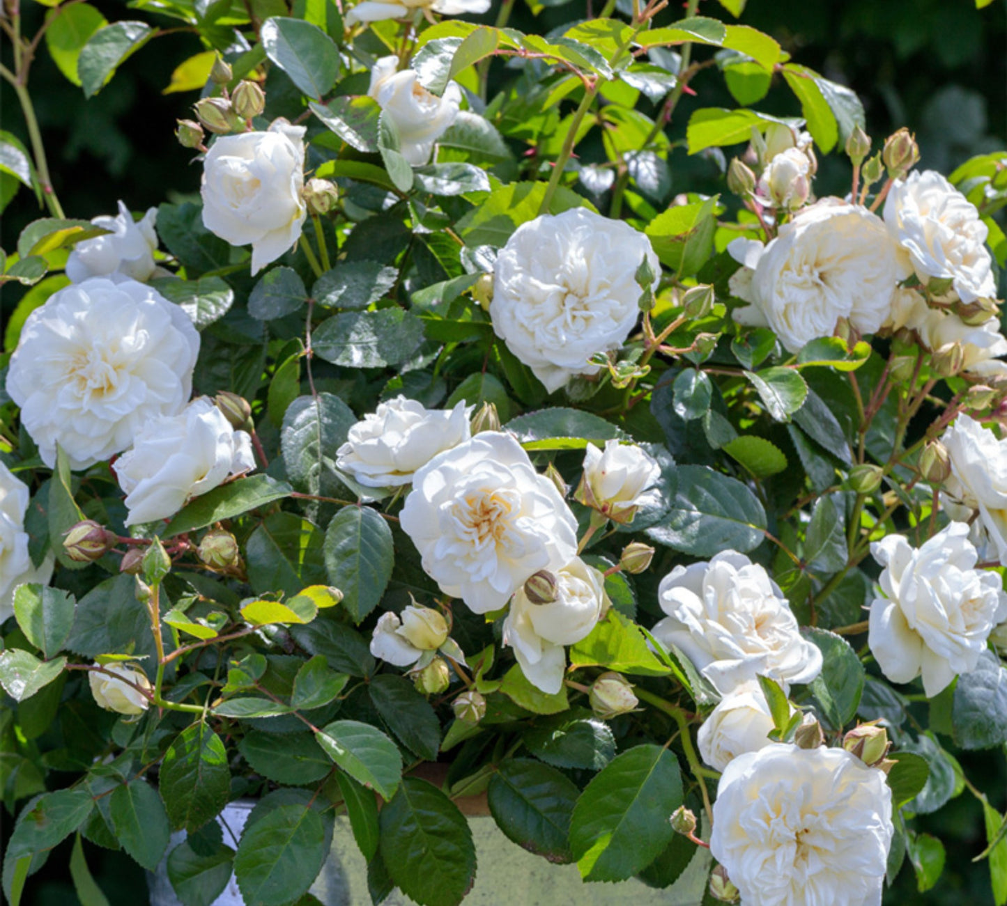 Marina Picasso v20 cm