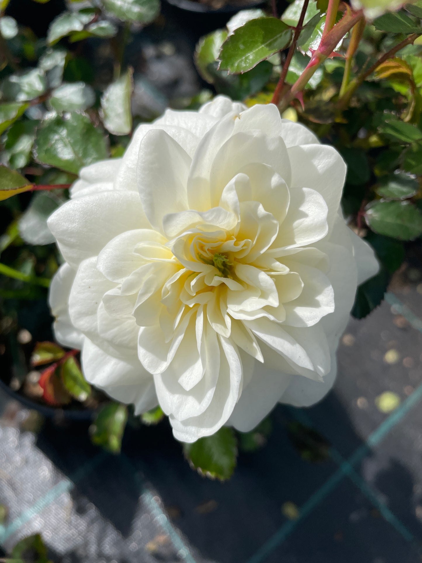 Marina Picasso v20 cm