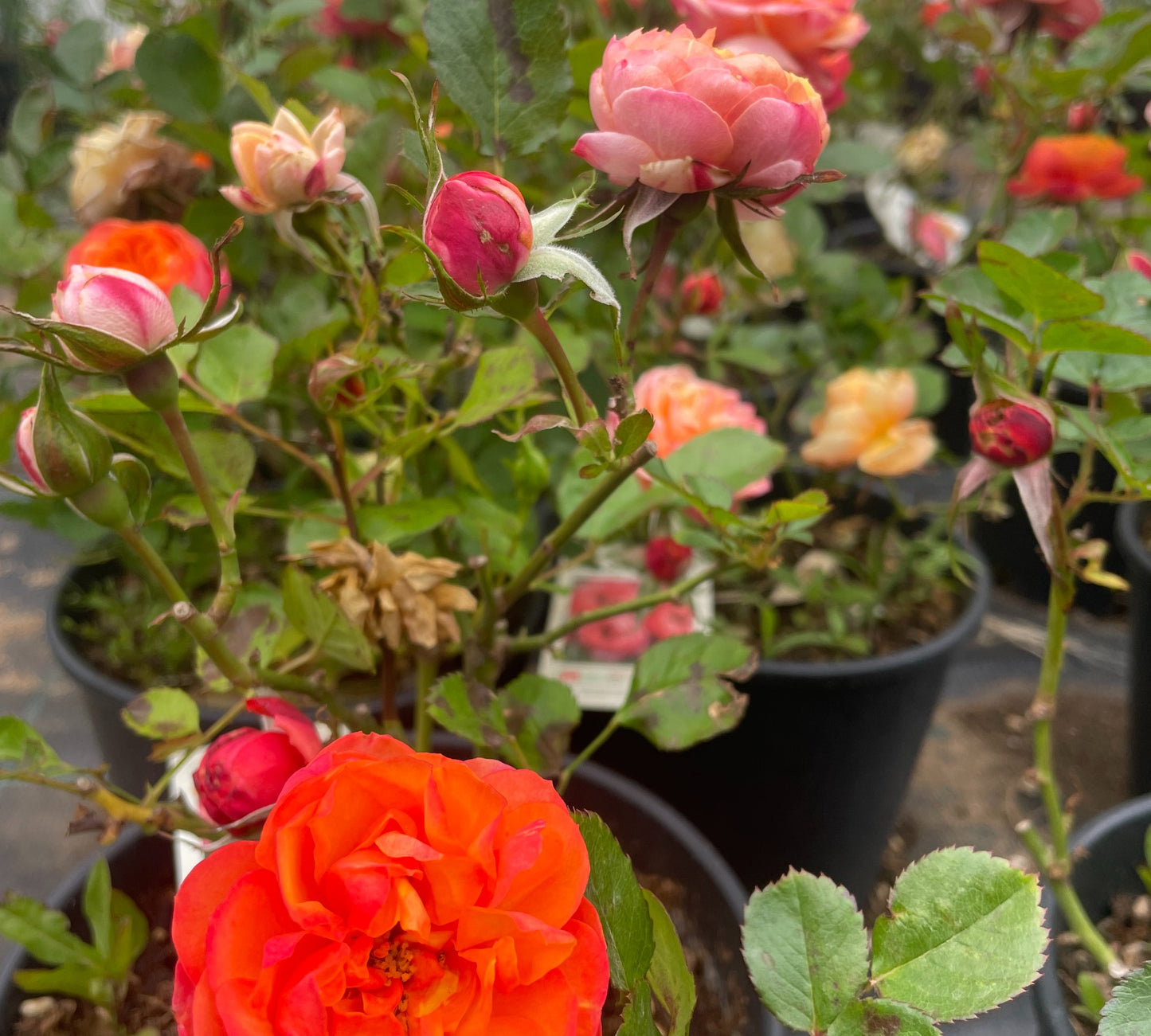 Orange Meillandina v20 cm