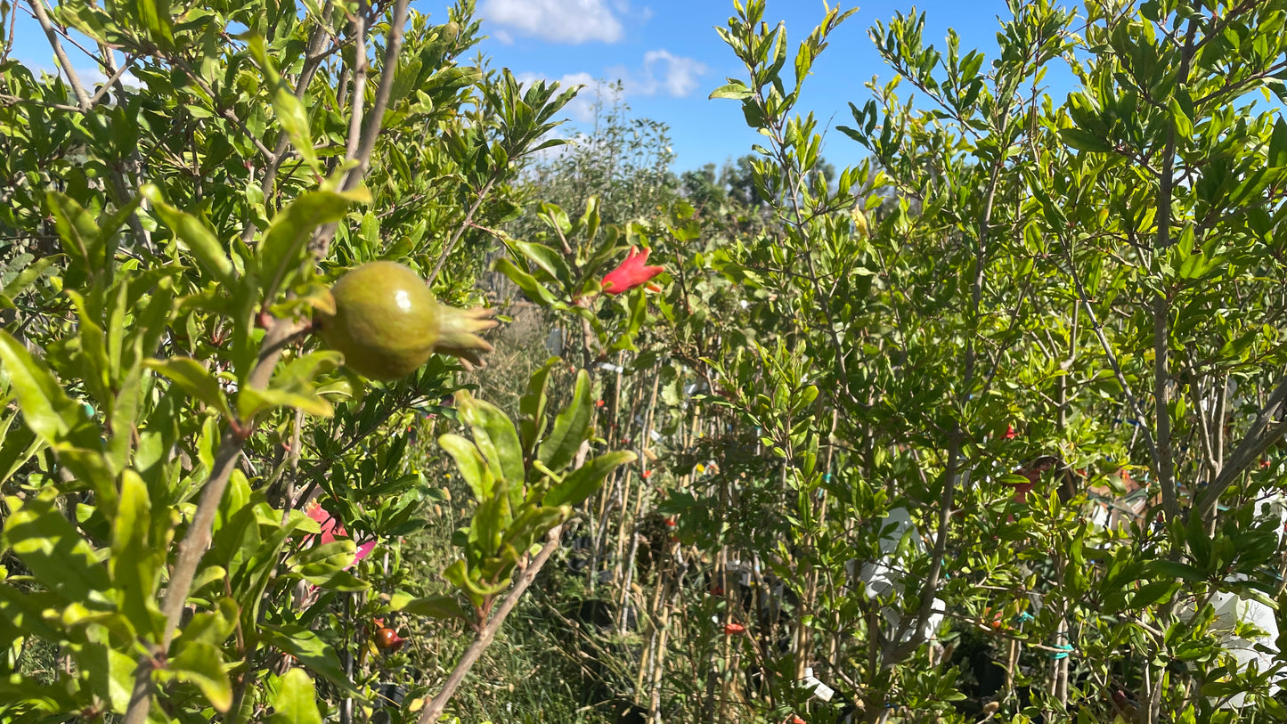 Melograno Punica Granatum da Fiore v24 cm