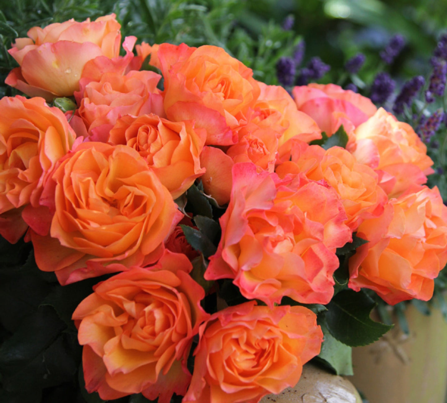 Message D'Espoir v20 cm