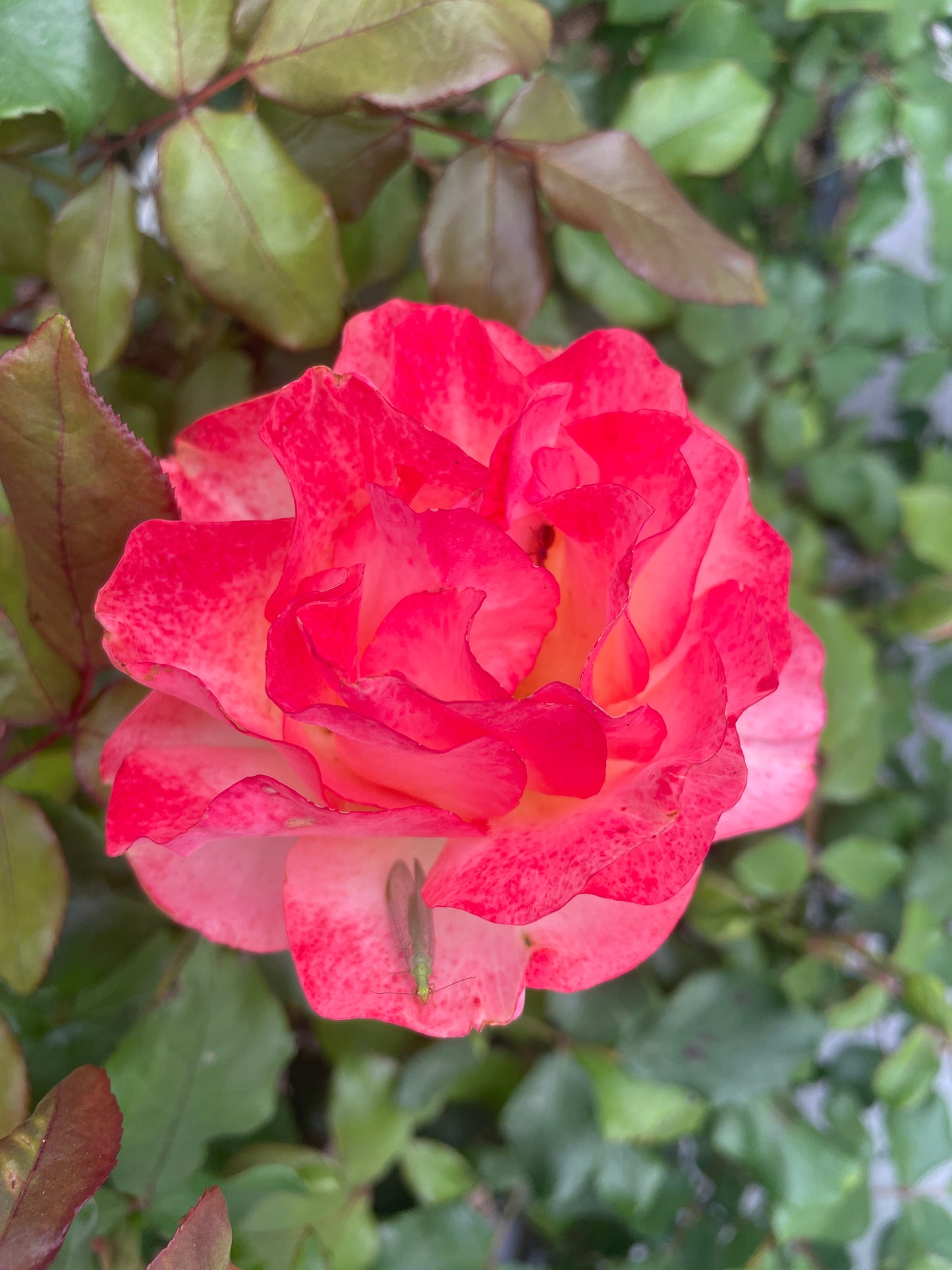 Message D'Espoir v20 cm