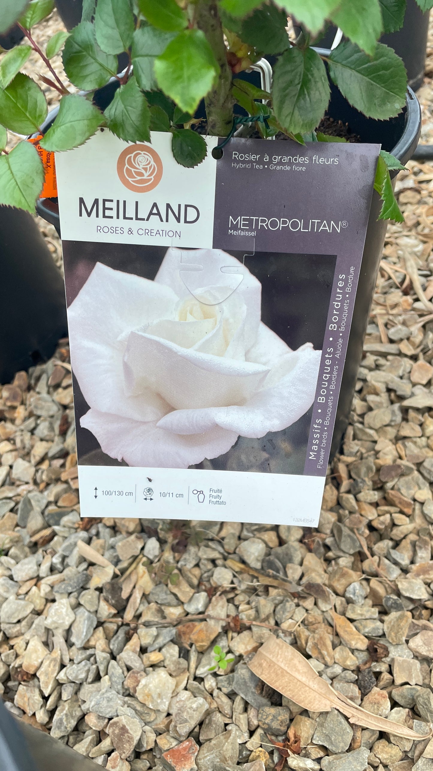 Metropolitan Meifaissel