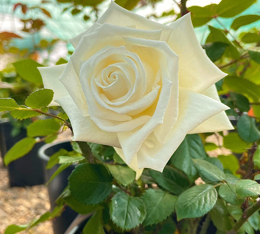 Metropolitan Meifaissel