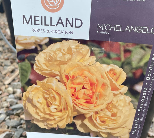 Michelangelo Meitelov