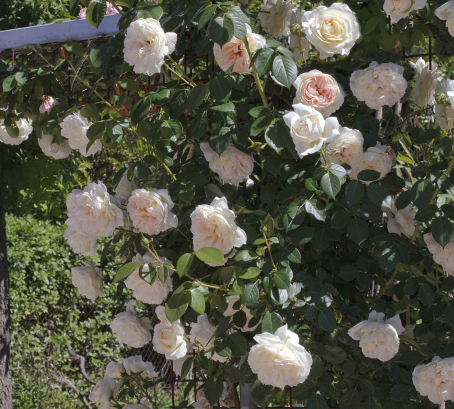 Mon Jardin e Ma Maison v24 cm