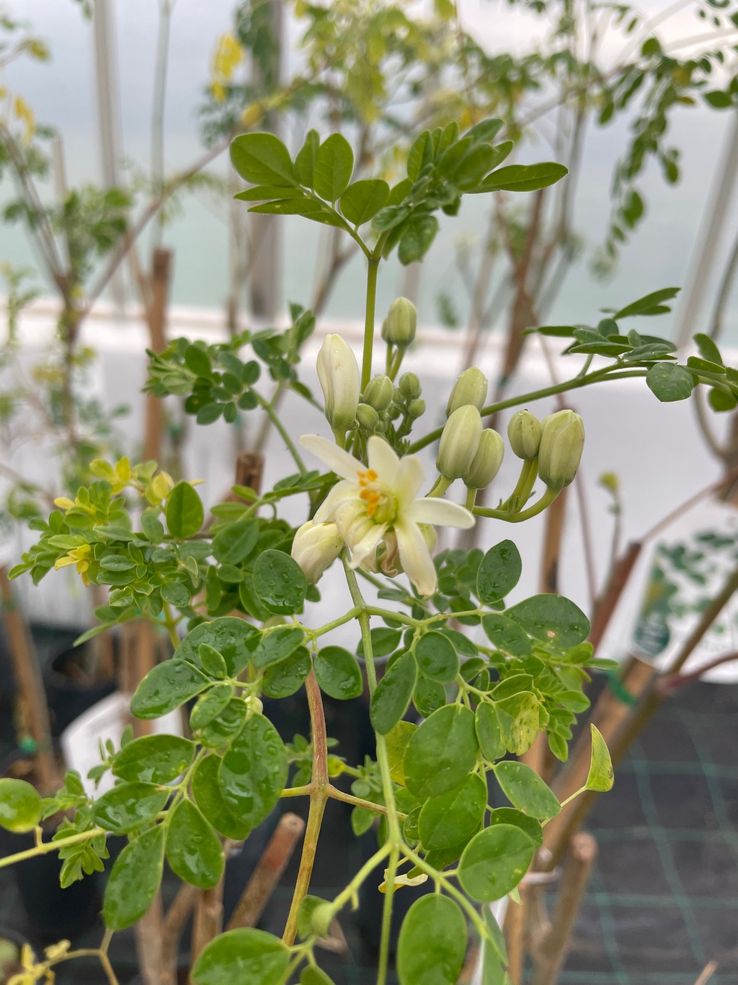 Moringa oleifera C7L