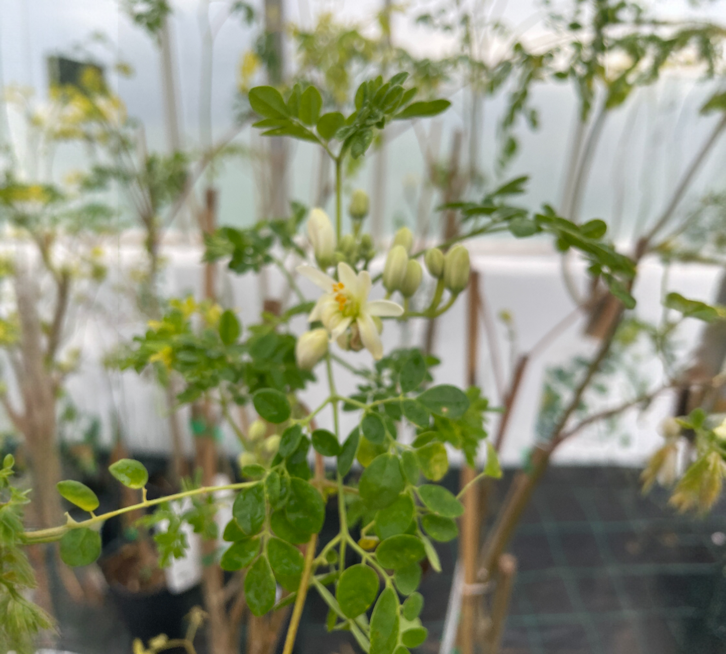 Moringa oleifera C7L