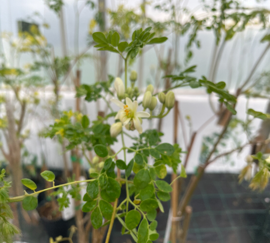 Moringa oleifera C7L