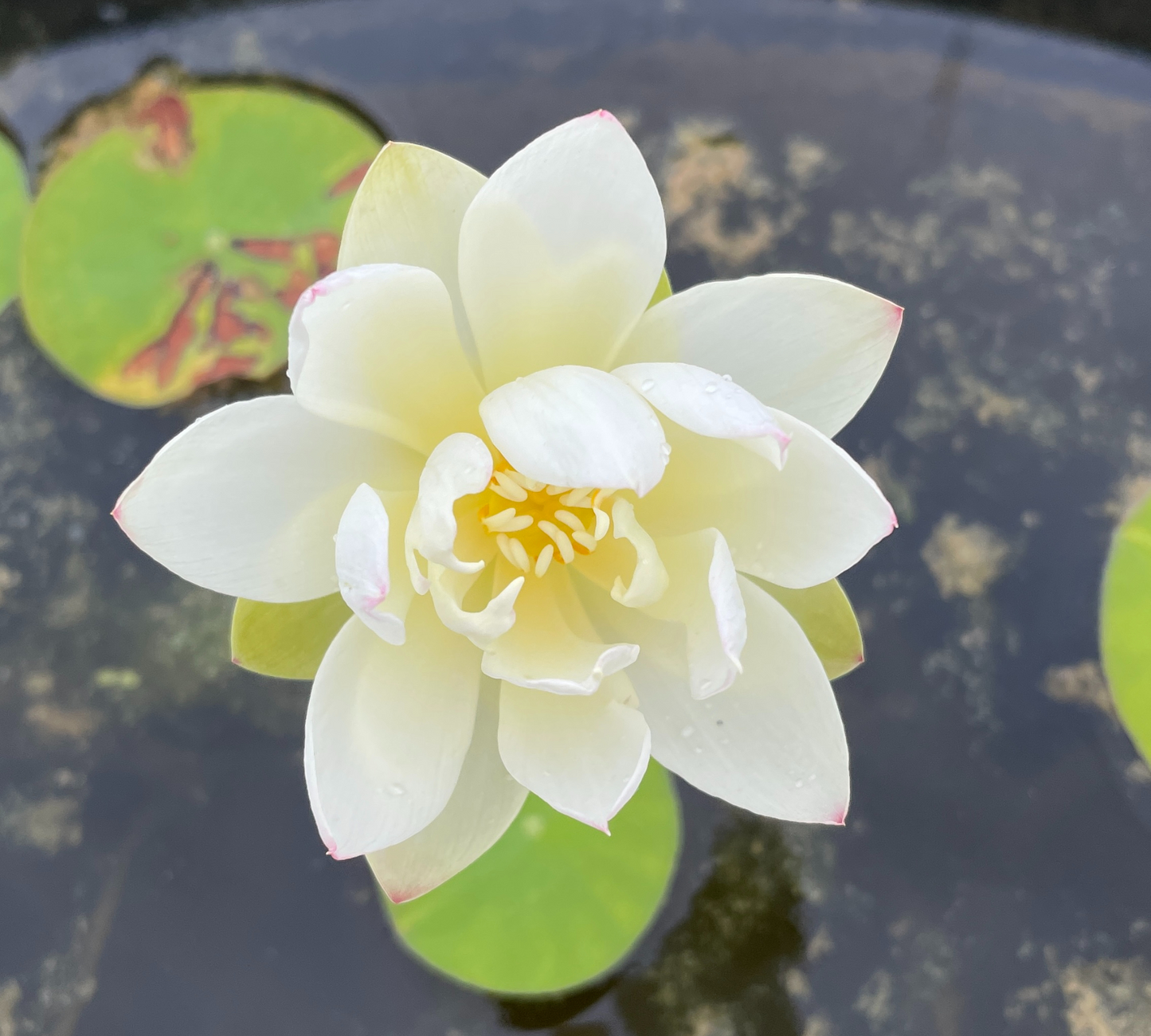 Nelumbo Nucifer - in produzione