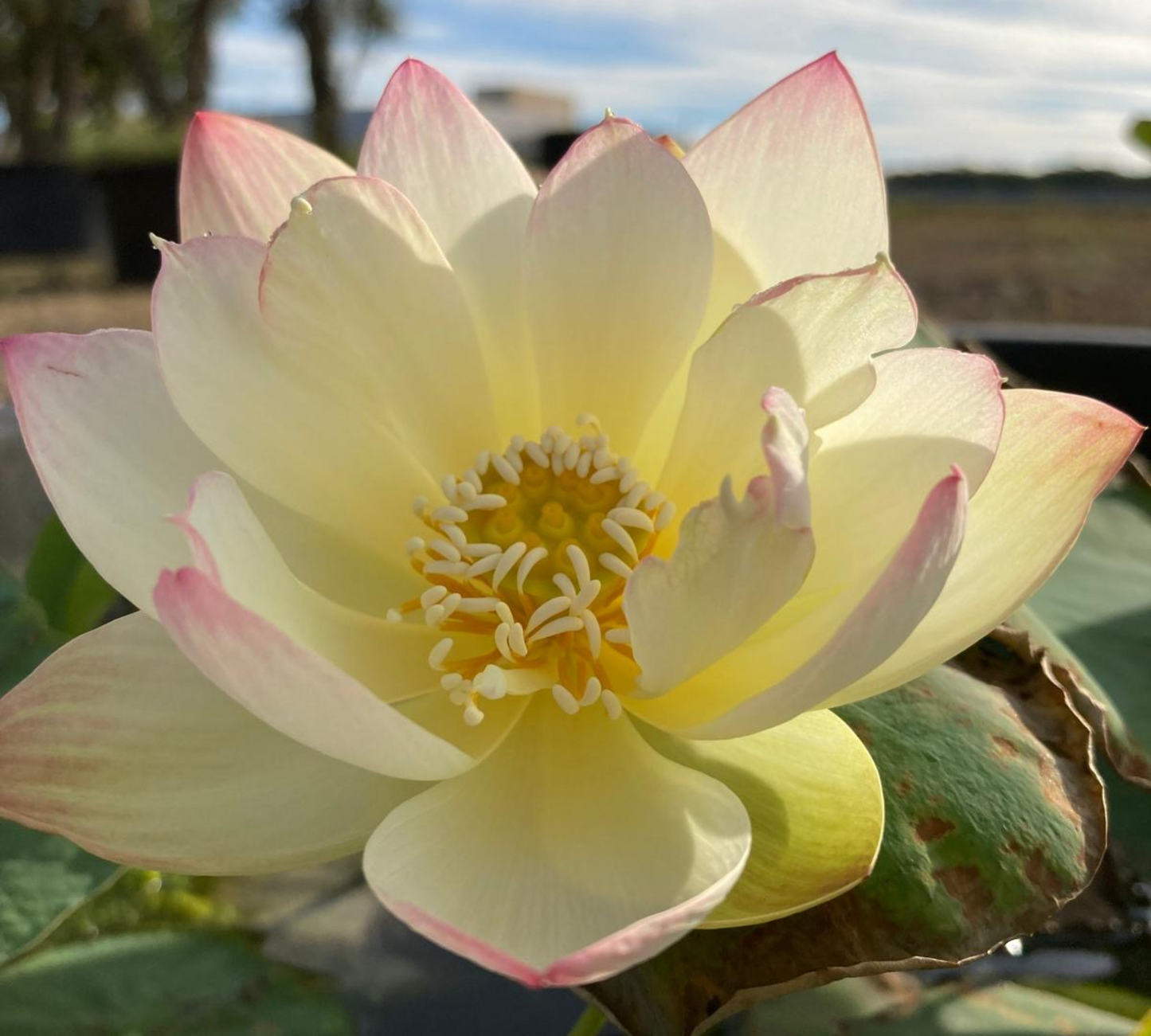 Nelumbo Green Maiden-in produzione