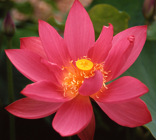 Nelumbo Red Scarf - in produzione