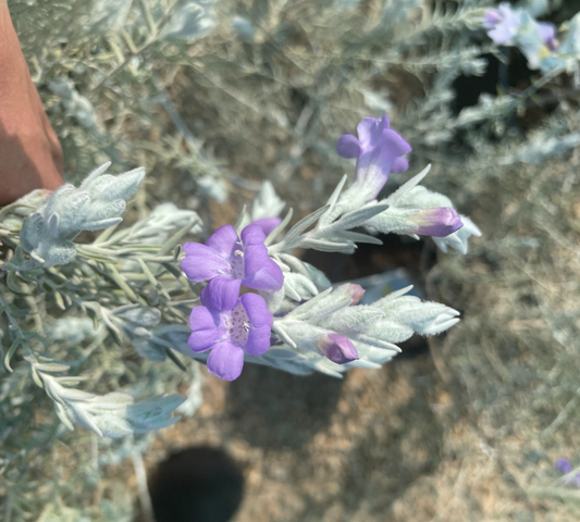 Eremophila Nivea