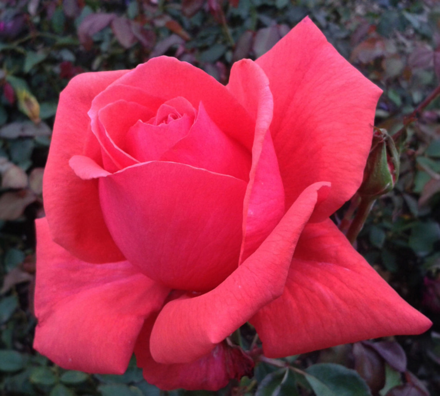 Nuage Parfume v24 cm