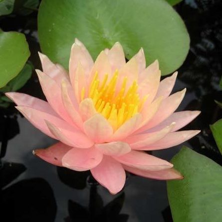 Nymphaea Barbara Dobbins Grande