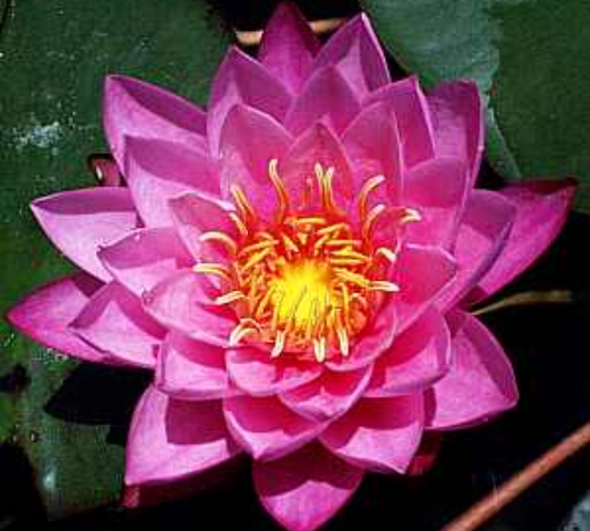 Nymphaea Mayla Grande