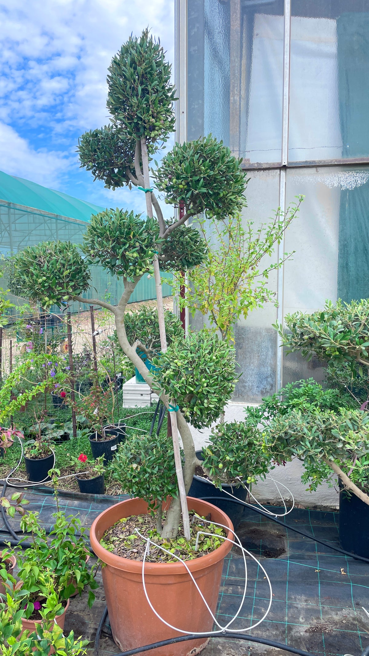 Olivo (Olea europaea) – Mini plateau, spirale e bonsai