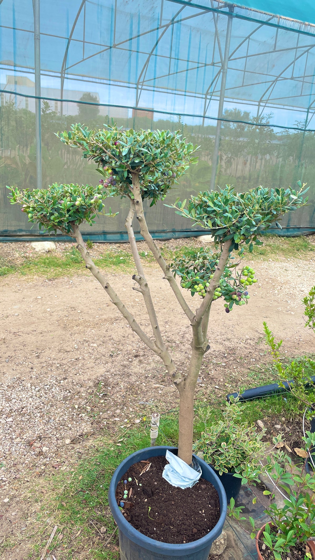 Olivo (Olea europaea) – Mini plateau, spirale e bonsai