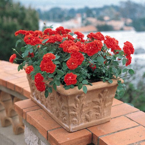 Orange Meillandina v20 cm