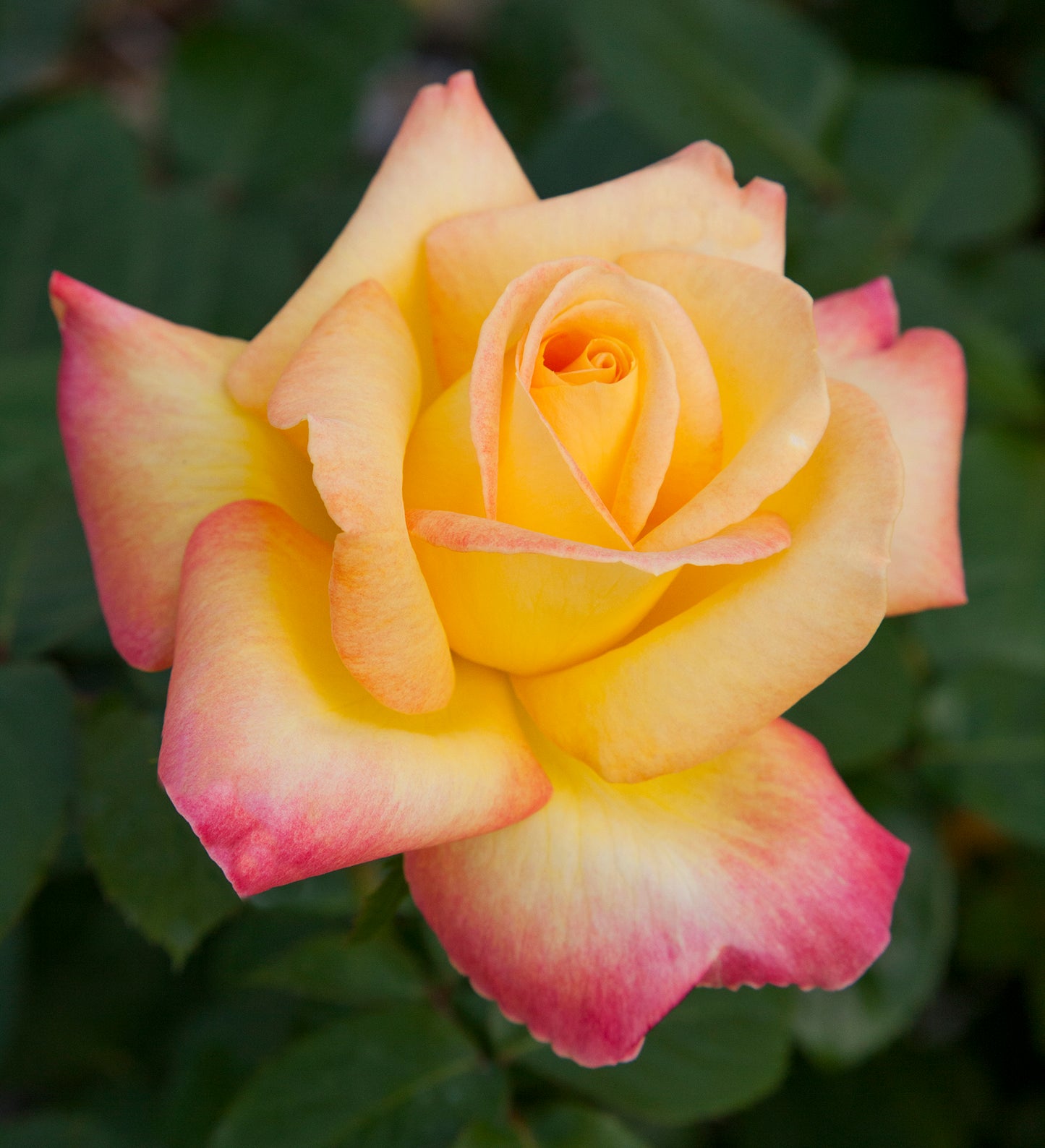 Oriental Peace v24 cm