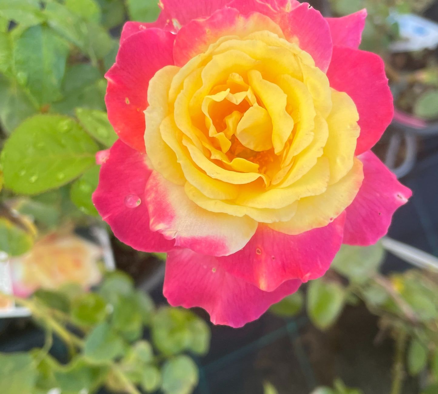 Oriental Peace v24 cm