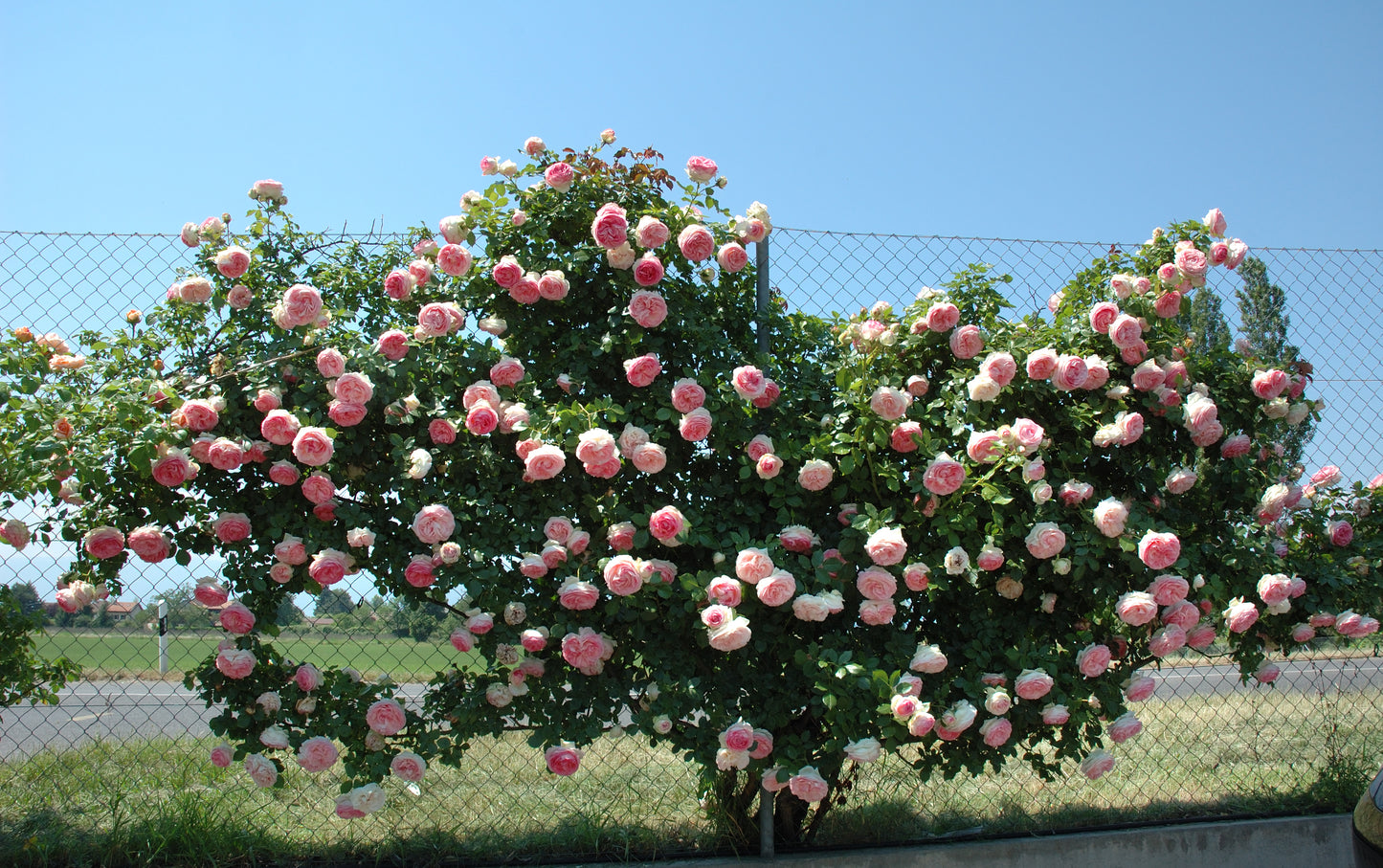 Pierre de Ronsard Meiviolin