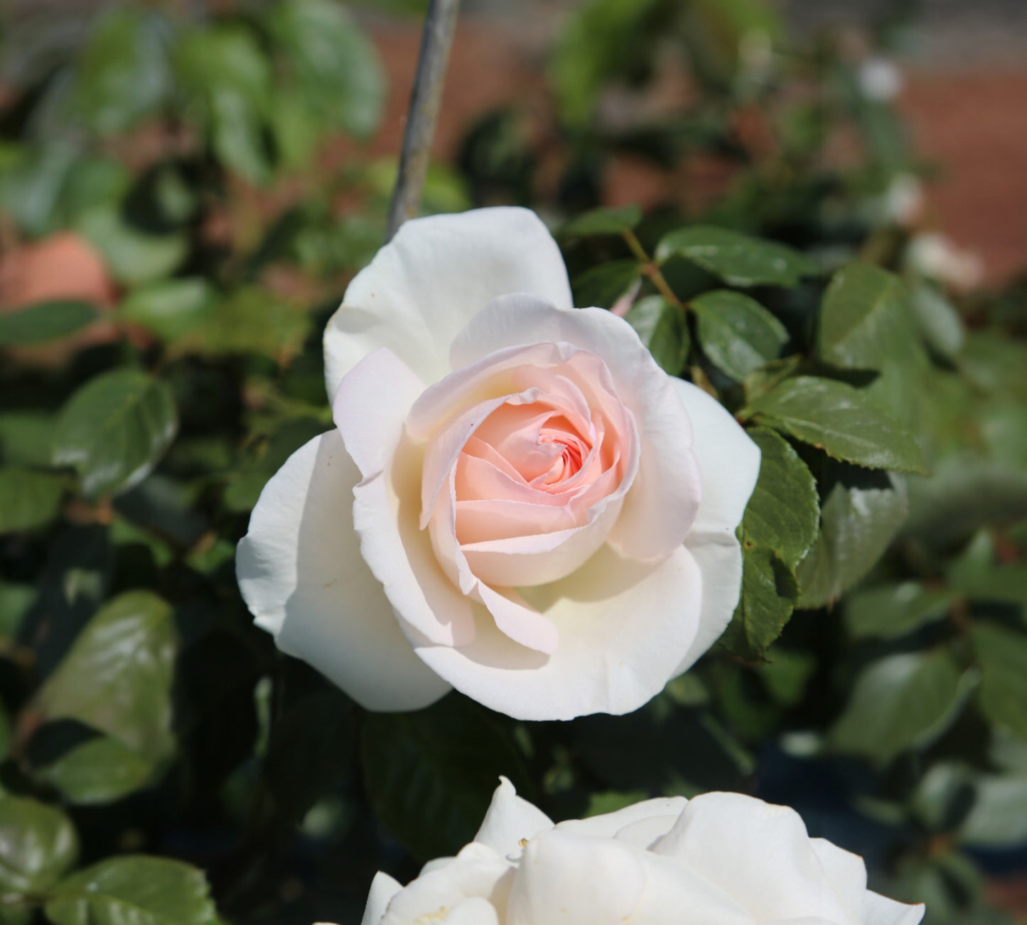 Prince Jardinier v24 cm