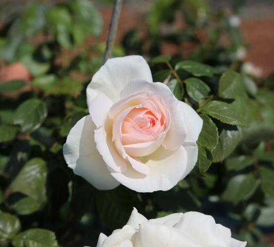 Prince Jardinier v24 cm