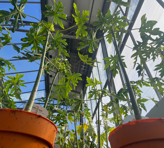 Papaya