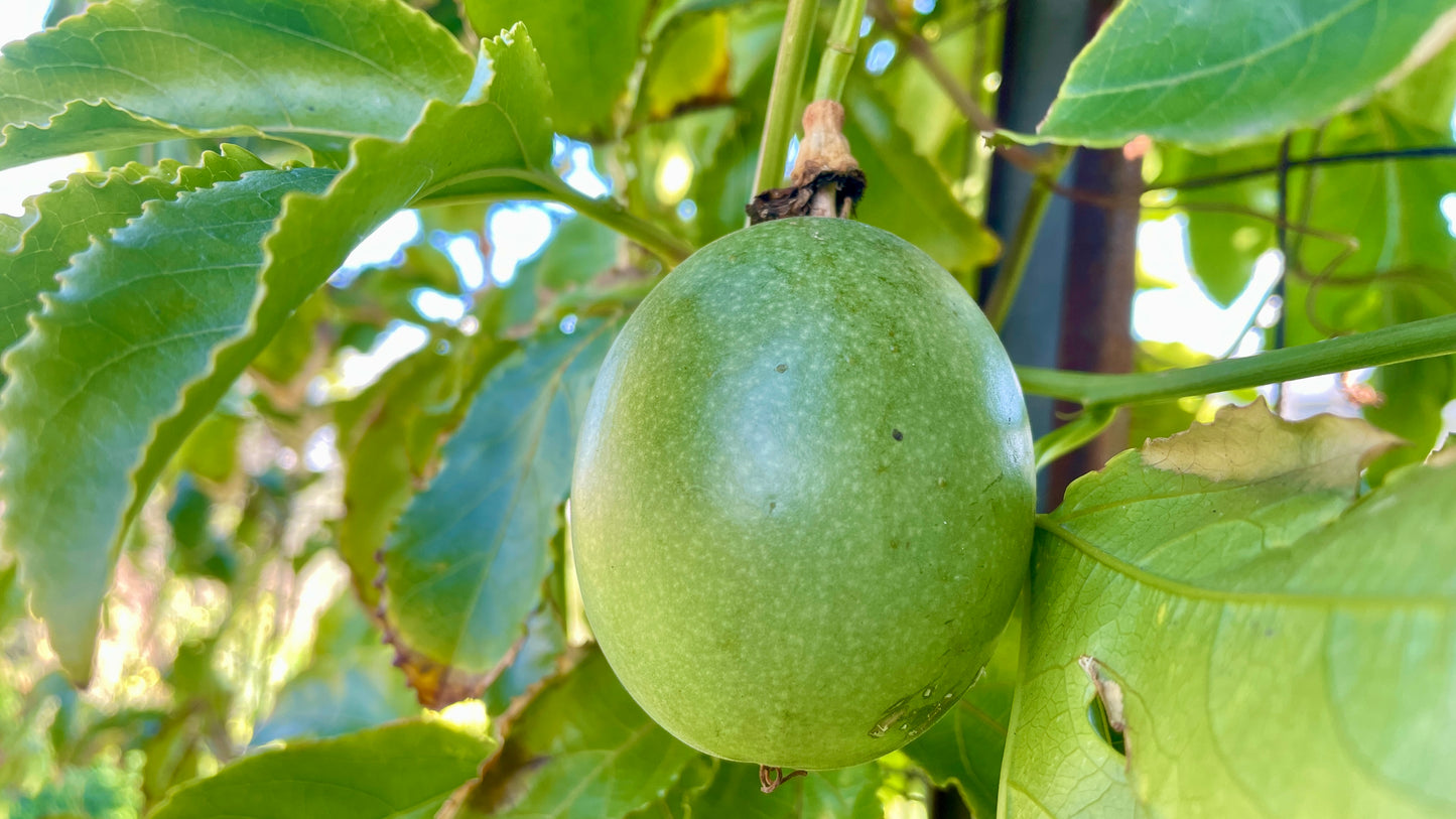 Passiflora Edulis v18 cm