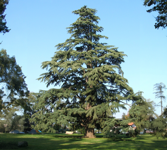 Cedrus Deodara