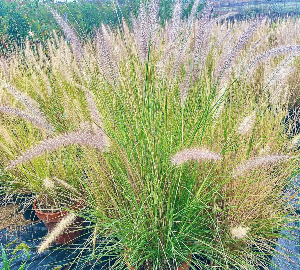 Pennisetum setaceum
