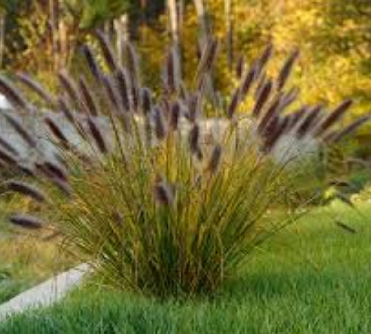 Pennisetum setaceum