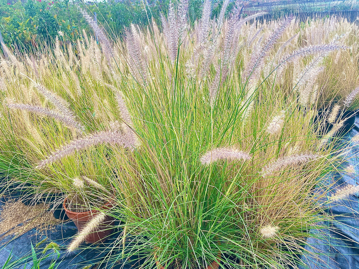 Pennisetum setaceum
