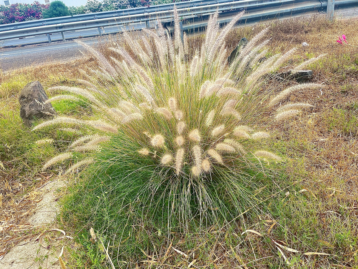 Pennisetum setaceum
