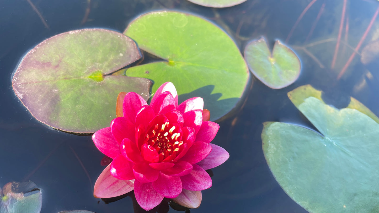 Nymphaea Perrys Baby Red