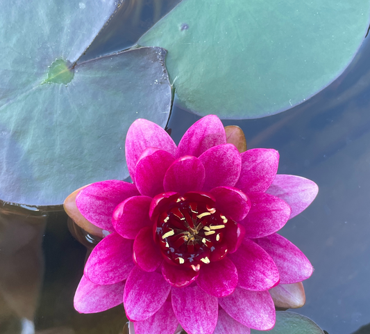 Nymphaea Perrys Baby Red