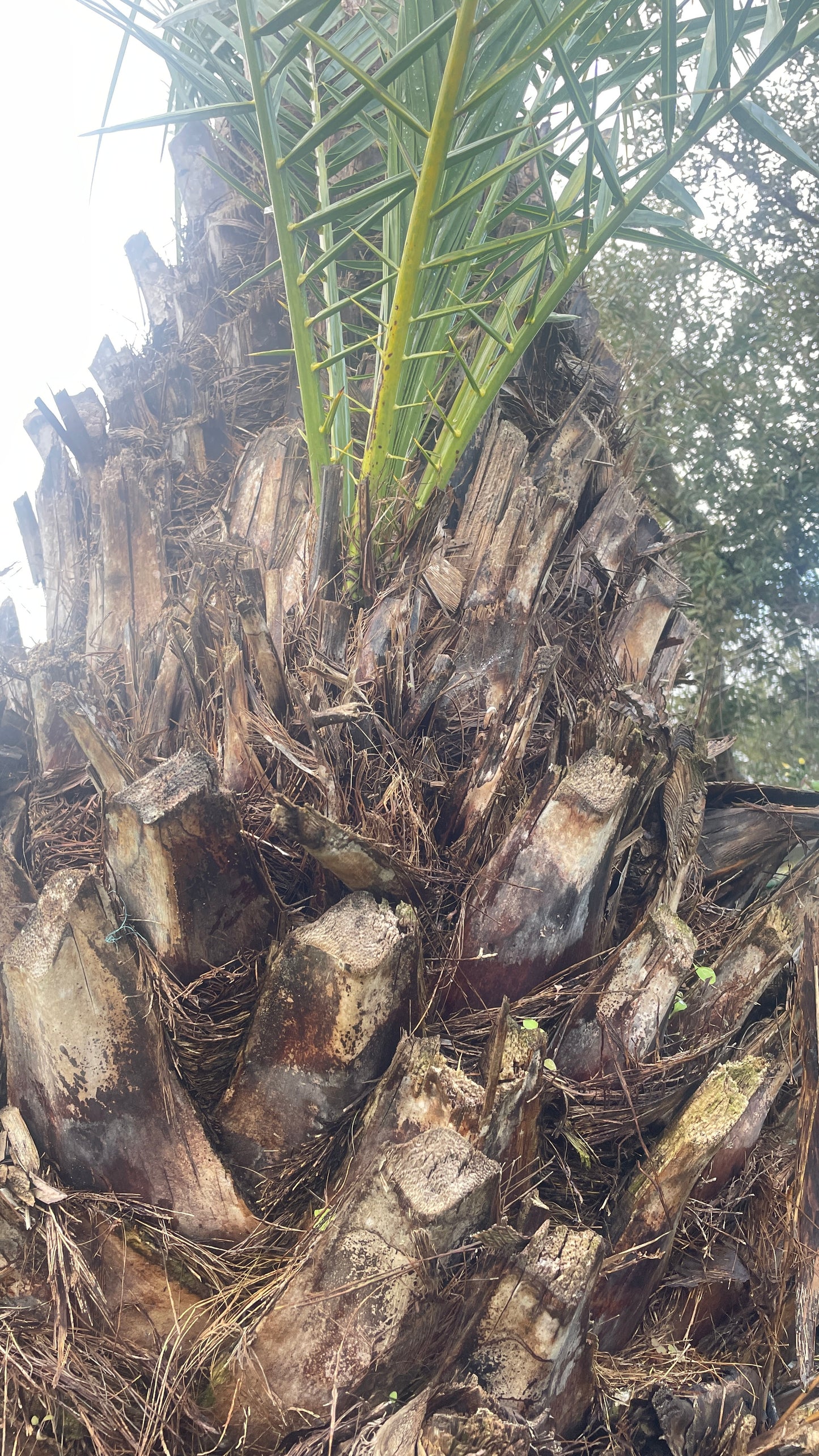 PHOENIX dactylifera  Tr 1m