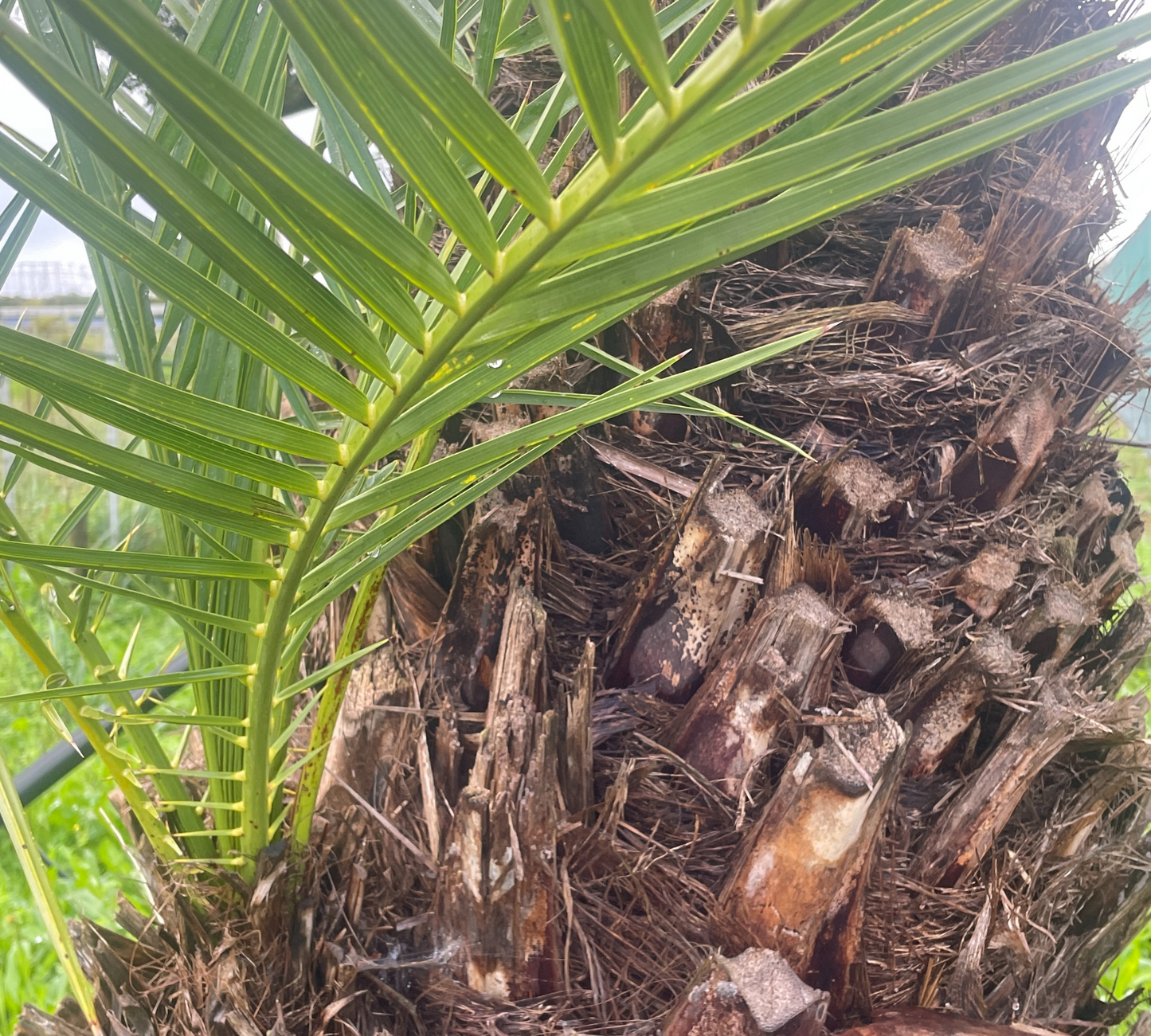 PHOENIX dactylifera  Tr 1m