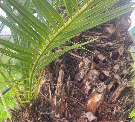 PHOENIX dactylifera  Tr 1m