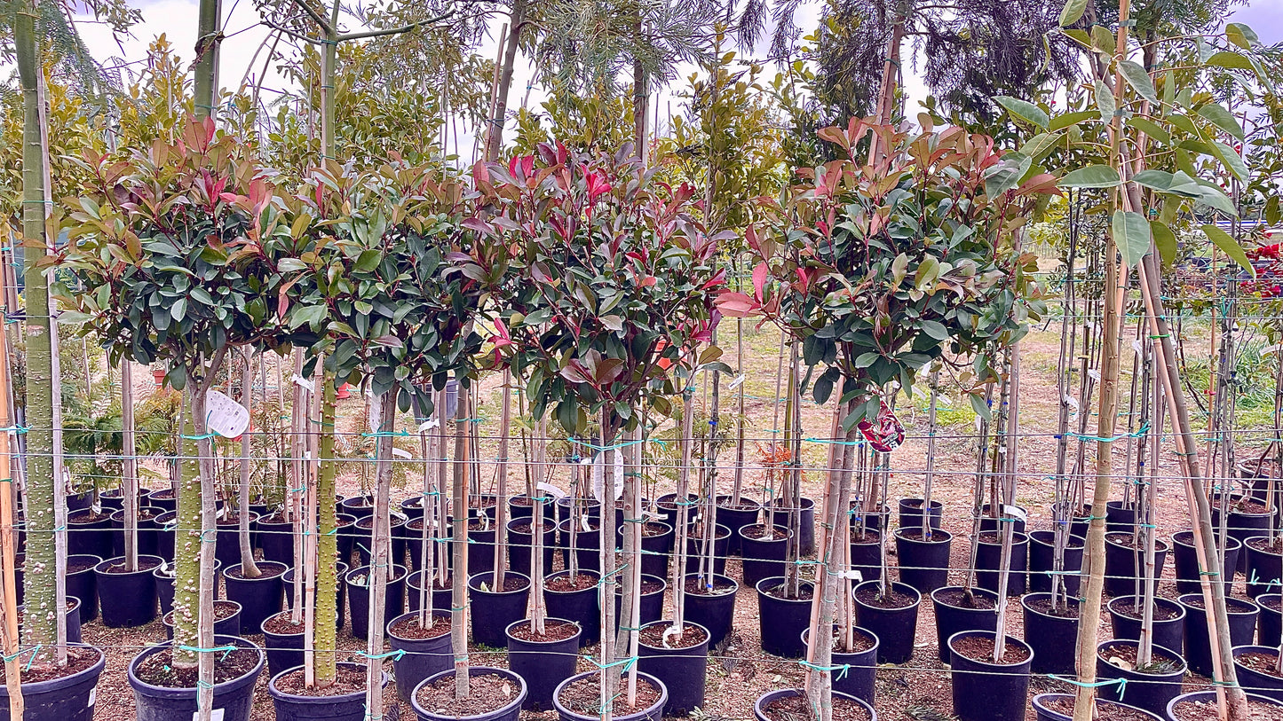 Photinia Red Robin Sempreverde per Siepi