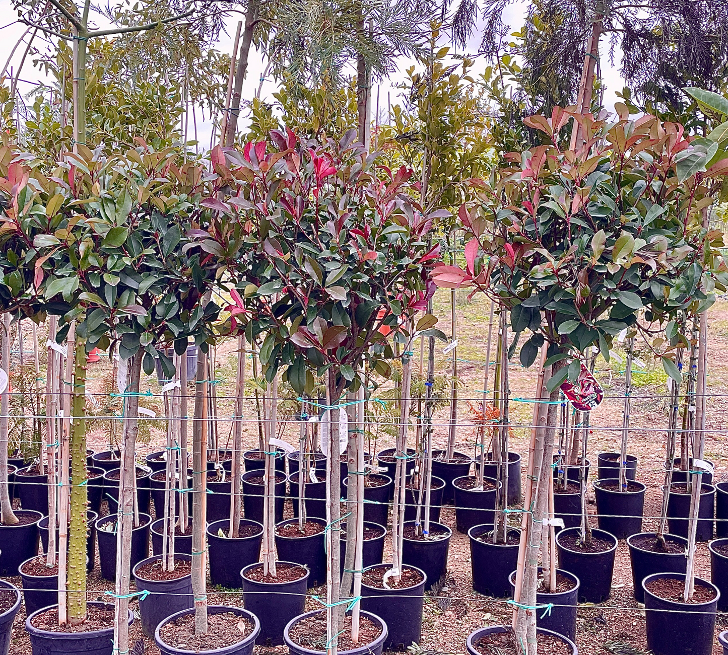 Photinia Red Robin Sempreverde per Siepi