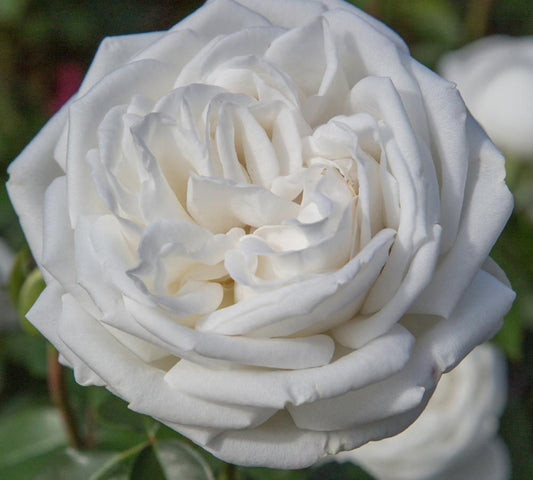 Pierre Arditi Meicalanq