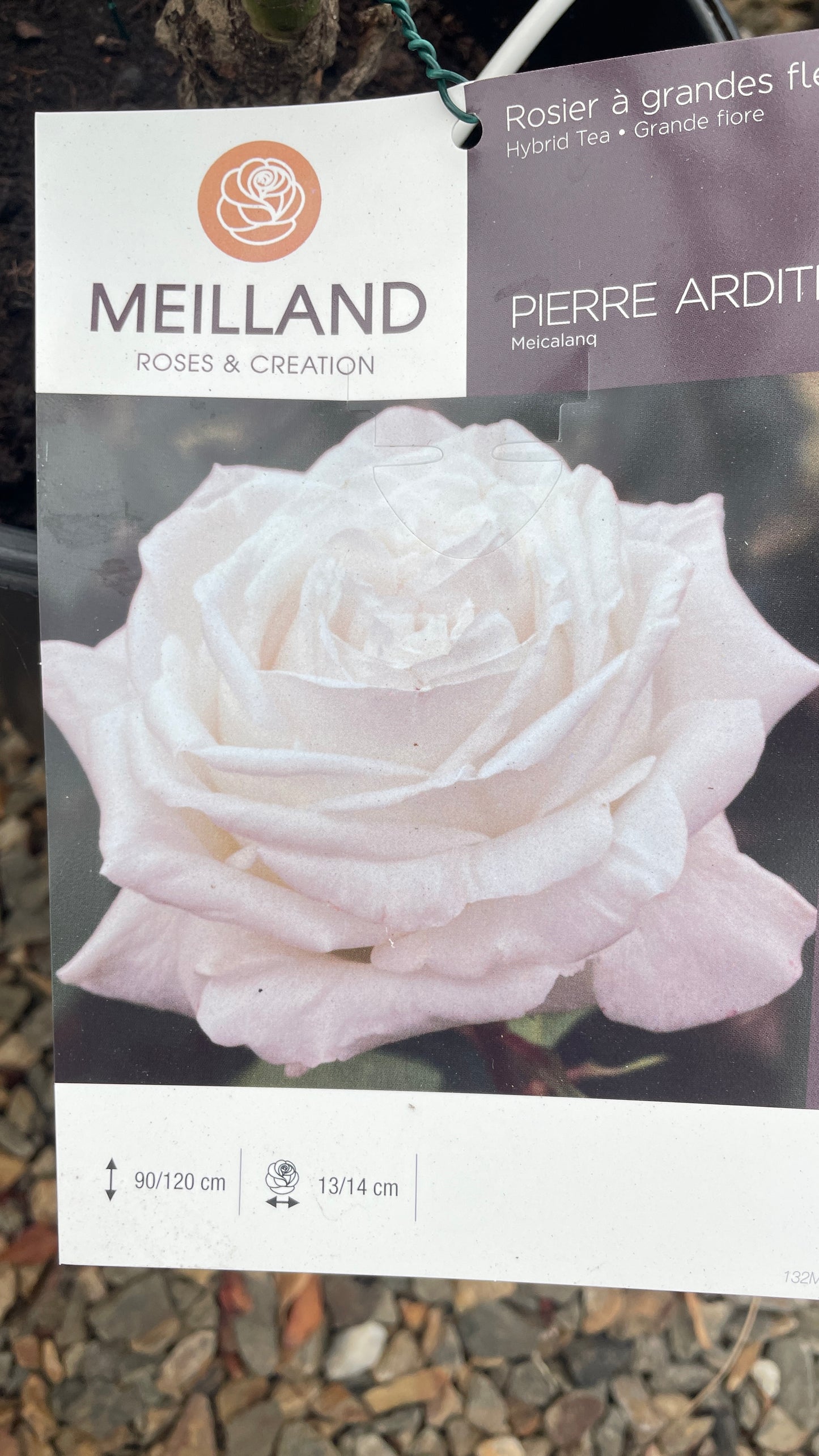 Pierre Arditi Meicalanq