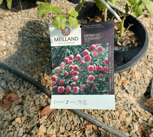 Pierre de Ronsard Meiviolin