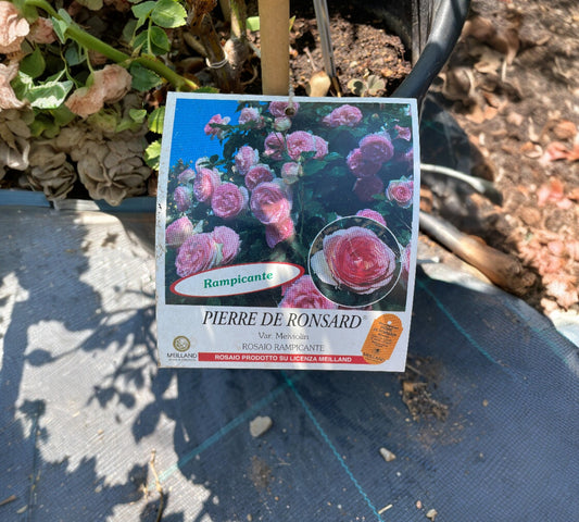 Pierre de Ronsard Meiviolin