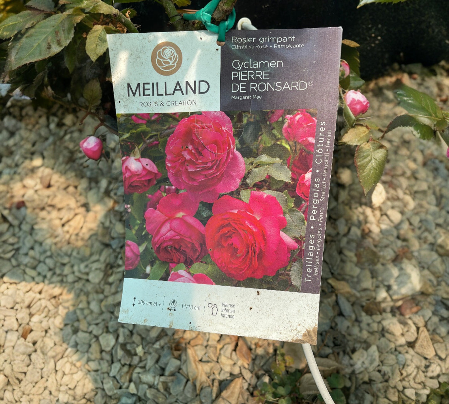 Pierre de Ronsard Cyclamen