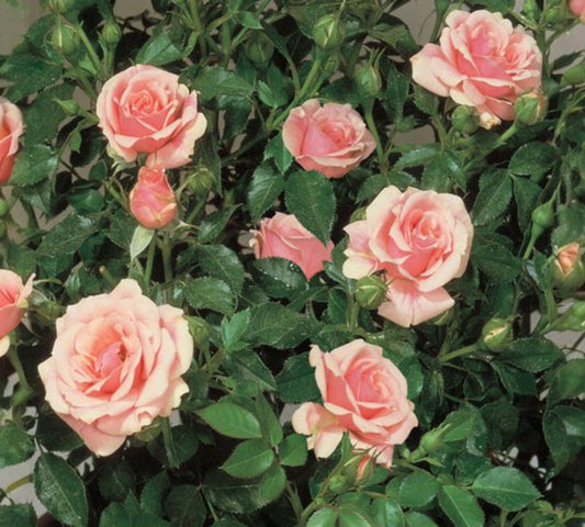 Pink Meillandina v20 cm